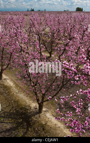 Landwirtschaft – Überblick über einem Pfirsich-Obstgarten im Frühjahr in voller Blüte-Phase / in der Nähe von Dinuba, Kalifornien, USA. Stockfoto