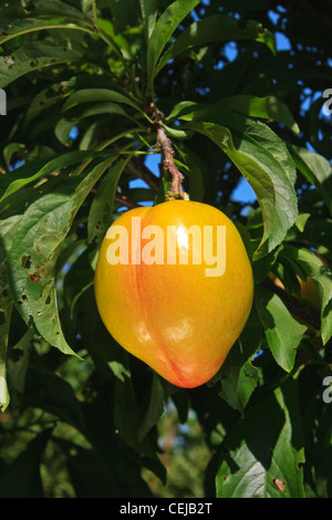 Landwirtschaft – Nahaufnahme einer Dolly Pflaume auf dem Baum, reif und bereit für die Ernte / in der Nähe von Dinuba, Kalifornien, USA. Stockfoto