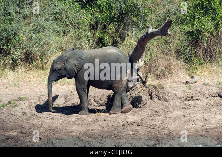 Herde Elefanten am Wasserloch, Legends Game Reserve, Limpopo Provinz Stockfoto