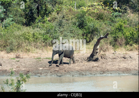 Elefanten am Wasserloch, Legends Game Reserve, Limpopo Provinz Stockfoto