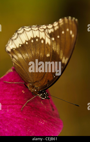 Euploea Core (gemeinsame Crow) Schmetterling Stockfoto