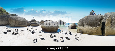 Pinguine am Boulders Beach, Western Cape Stockfoto