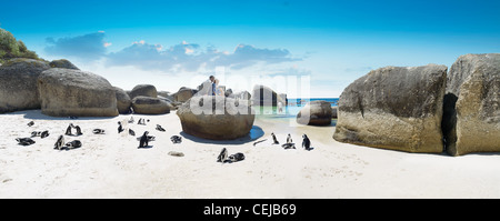 Pinguine am Boulders Beach, Western Cape Stockfoto