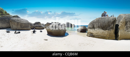 Pinguine am Boulders Beach, Western Cape Stockfoto
