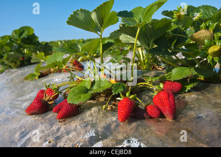 Landwirtschaft - Nahaufnahme von reife Erdbeeren im Bereich / in der Nähe von Dinuba, Kalifornien, USA. Stockfoto