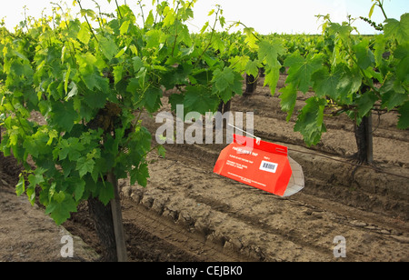 Landwirtschaft - Europäische Weinrebe Moth (Lobesia Botrana) Insektenfalle im Frühjahr in einem Thompson kernlose Trauben Weinberg gelegt. Stockfoto