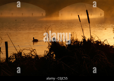 Nebligen Sunsrise am langen Wasser von Serpentine Bridge, Kensington Gardens, London, UK Stockfoto