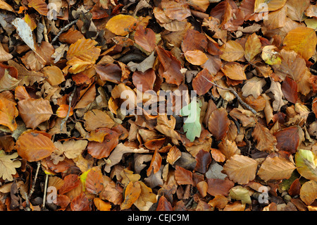 Herbst-Buche Baum Blätter auf Waldboden - Fagus sylvatica Stockfoto