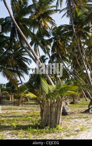 Junge Kokospalme (Cocos Nucifera) geschützt von Ziegen Essen Bwejuu Village Ostküste von Sansibar Tansania Stockfoto