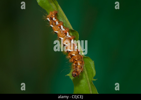 Acronicta Rumicis Ampferrindeneule Stockfoto