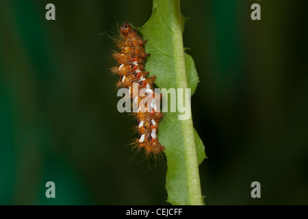 Acronicta Rumicis Ampferrindeneule Stockfoto