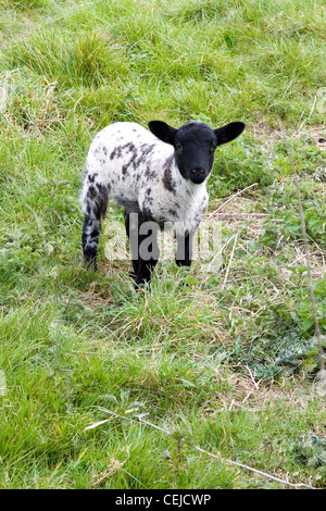 Lamm, Frühling, schwarze Schafe konfrontiert, Landschaft, Bauernhof Stockfoto