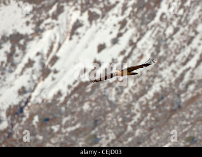 Bartgeier auch genannt Bartgeier sollten Barbatus im Flug im Winter über die spannish Pyrenäen Stockfoto