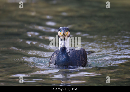 Kormoran Phalacrocorax Carbo, Kormoran Stockfoto