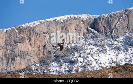 Bartgeier auch genannt Bartgeier sollten Barbatus im Flug im Winter über die spannish Pyrenäen Stockfoto