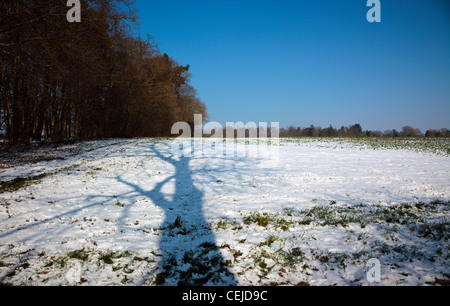 Bäume im Schnee an einem sonnigen Wintertag in den Chiltern Hills England UK Stockfoto