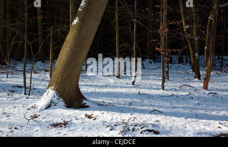 Bäume im Schnee an einem sonnigen Wintertag in den Chiltern Hills England UK Stockfoto