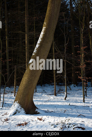 Bäume im Schnee an einem sonnigen Wintertag in den Chiltern Hills England UK Stockfoto