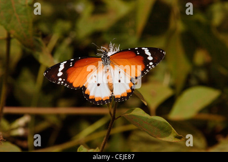 Afrikanische Monarch / Plain Tiger Schmetterling (Danaus Wachen Aegyptius Fa. Alcippoides: Danaidae) auf Blüten, Togo. Stockfoto