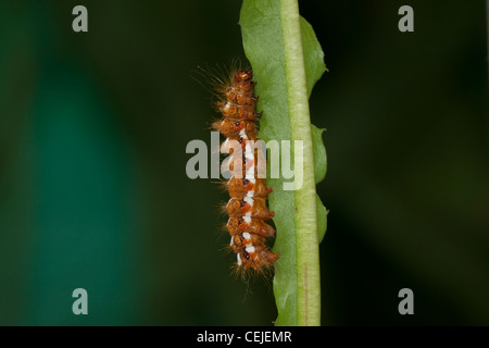 Acronicta Rumicis Ampferrindeneule Stockfoto