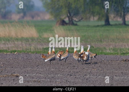 Großtrappen Stockfoto
