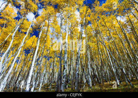 Espe Bäume gelb Kontrast gegen den blauen Himmel in den Colorado Rocky Mountains. Stockfoto