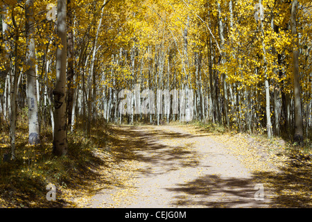 Dreck Weg durch einen goldenen Aspen Wald entlang der kontinentalen Wasserscheide in den Rocky Mountains in Colorado. Stockfoto