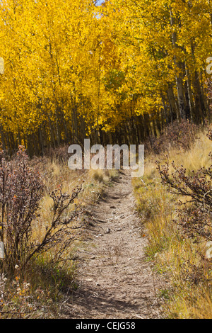 Wandern Wanderweg schlängelt sich durch einen dicken goldenen Wald von Espe Bäume im Herbst in den Colorado Rocky Mountains. Stockfoto