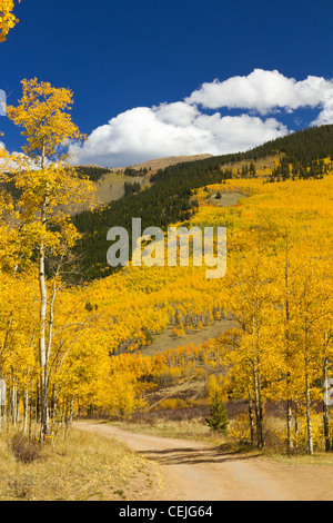 Unbefestigte Straße schlängelt sich durch einen goldenen aspen Wald im Herbst entlang der kontinentalen Wasserscheide in der Nähe von Kenosha Pass Colorado USA. Stockfoto