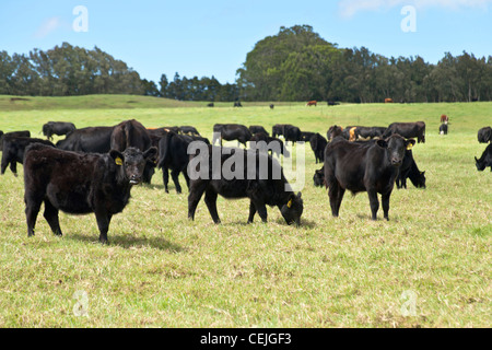 Black Angus Ochsen auf der Weide grasen. Stockfoto