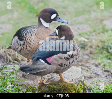 Bronze geflügelte Enten (Speculanas Specularis) Stockfoto