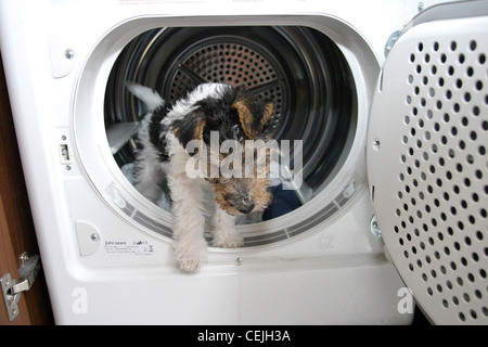 Wire haired Fox Terrier Welpe im Trockner Stockfoto