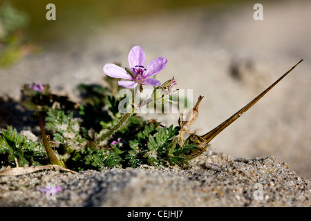 Redstem Filaree / gemeinsame Stork es-Rechnung (Erodium Cicutarium Subspecies Dunense) in den Dünen entlang der Nordseeküste, Belgien Stockfoto