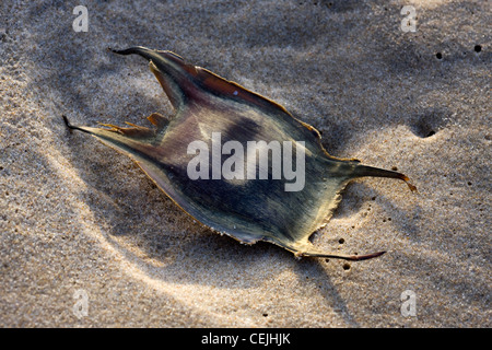 Ei-Gehäuse / Mermaid es Beutel mit einem Thornback ray / Thornback skate (Raja Clavata) am Strand, Belgien Stockfoto