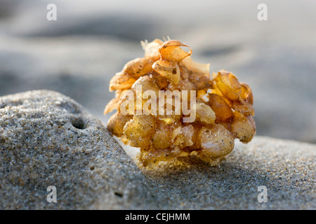 Gemeinsamen Wellhornschnecke (Buccinum Undatum) Ei-Masse / Meer waschen ball am Strand, Belgien Stockfoto