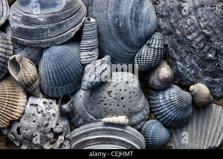 Blau gefärbt versteinerte Muscheln am Strand in der Bucht von Heist, Knokke, Belgien Stockfoto