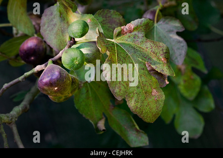 Zweig mit Feigen der gemeinsame Feigenbaum (Ficus Carica), Europa Stockfoto