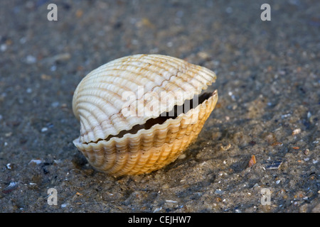 Gemeinsame / essbare Herzmuschel (Cerastoderma Edule / Cardium Edule) Muscheln am Strand, Belgien Stockfoto
