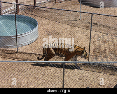 Eine gerettete Tiger in einem sicheren Käfig in einem Heiligtum Stockfoto