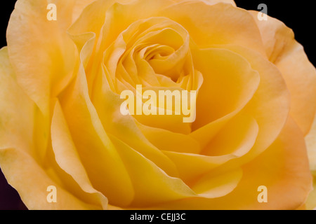 Gelbe rose Nahaufnahme als romantische Blume Stockfoto