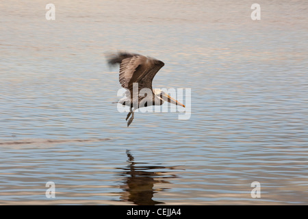 Brauner Pelikan, Pelecanus Occidentalis im Flug, Key Largo, Florida, USA Stockfoto