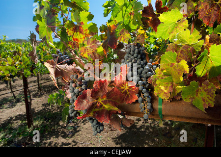 Landwirtschaft - Cluster von Reifen Zinfandel Wein Trauben am Rebstock / Napa Valley, Kalifornien, USA. Stockfoto