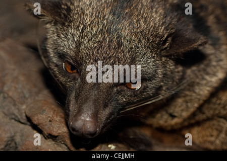 Pygmäen LORIS - Nycticebus pygmaeus Stockfoto