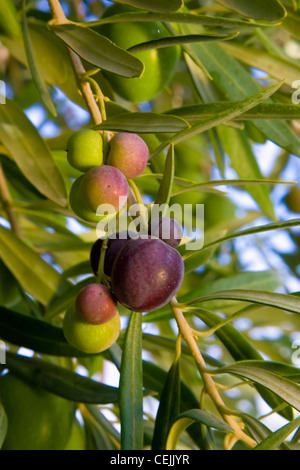 Landwirtschaft - Tafeloliven Reifung auf dem Baum / in der Nähe von Corning, Kalifornien, USA. Stockfoto