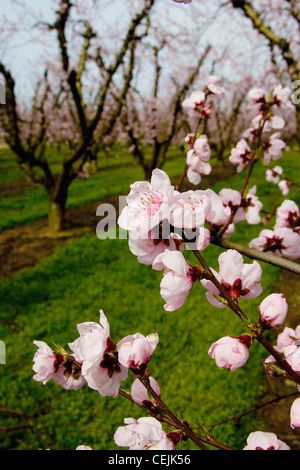 Landwirtschaft - Nahaufnahme von Pfirsich Blüten mit den Obstgarten im Hintergrund / in der Nähe von Modesto, Kalifornien, USA. Stockfoto