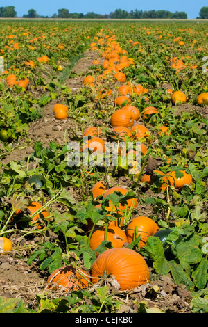 Landwirtschaft - Bereich der Reife Kürbisse bereit zur Ernte / nahe Lathrop, Kalifornien, USA. Stockfoto
