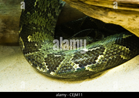 Python - grüne Schlange - ausruhen und auf der Suche Stockfoto