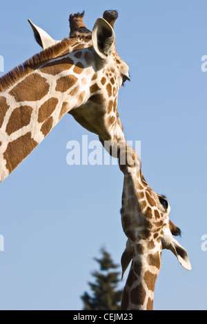 Giraffe Mutter und Kind - Liebe und Fürsorge - mit blauem Himmelshintergrund Stockfoto