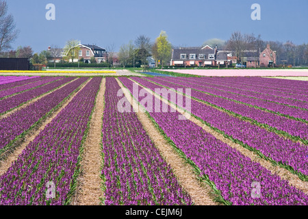 Wohnhäuser mit Blick auf lila und rosa Hyazinthe Felder im Frühling Stockfoto