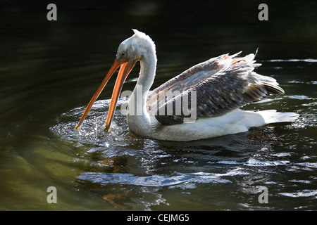 Pelikan, Schwimmen und Angeln mit offenen Schnabel im Sonnenschein Stockfoto